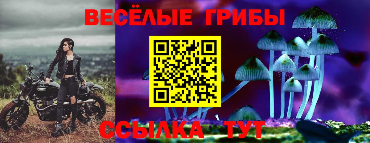 Галлюциногенные грибы Psilocybe Братск